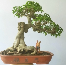 Một cây Sanh bonsai bàn trà già cây rất đẹp