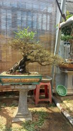 Linh sam vườn nhà