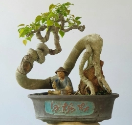 Bồ đề đọt đỏ cây bonsai bàn trà cây già đường thân rất nghệ thuật