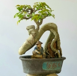 Bồ đề đọt đỏ cây bonsai bàn trà cây già đường thân rất nghệ thuật