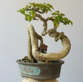 Bồ đề đọt đỏ cây bonsai bàn trà cây già đường thân rất nghệ thuật