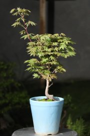 Phong lá quạt.