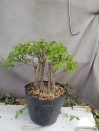 Chuyên sản xuất nhiều loại bonsai mini