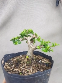 Chuyên sản xuất nhiều loại bonsai mini