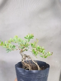 Chuyên sản xuất nhiều loại bonsai mini