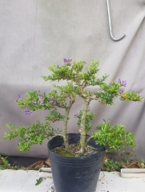 Chuyên sản xuất nhiều loại bonsai mini