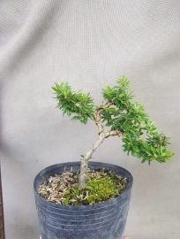 Chuyên sản xuất nhiều loại bonsai mini