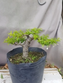 Chuyên sản xuất nhiều loại bonsai mini