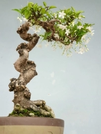 Một cây Mai chiếu thủy bonsai bàn trà cây già đẹp