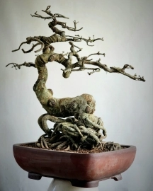 Lộc vừng bonsai chờ bung Lộc!