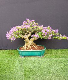 Linh sam đa ưu điểm gl ace ạ