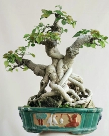 Cây bồ đề đọt đỏ Bonsai