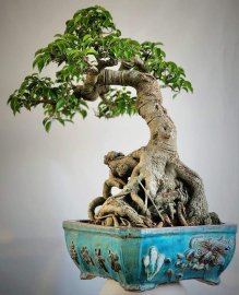 Cây sanh già bonsai dáng uyển chuyển