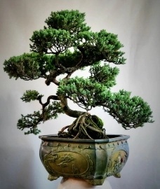 Cây Tùng tuyết bonsai