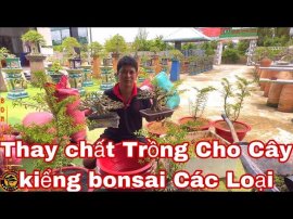 Cách chăm sóc cây bonsai