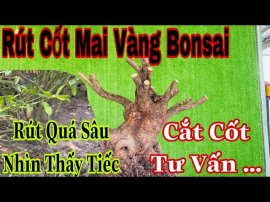 Cắt phôi mai vàng