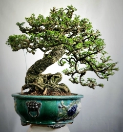 Cây cần thăng bonsai đẹp rất lâu năm tay dăm đẹp