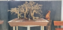 Cây Kim Tiền Bonsai