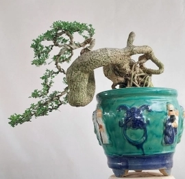 Cây cần thăng Bonsai