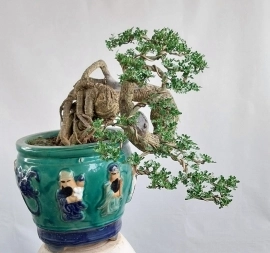 Cây cần thăng Bonsai