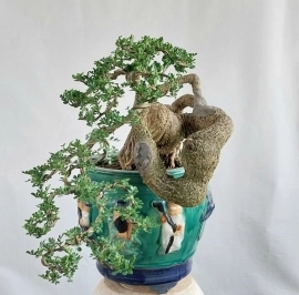 Cây cần thăng Bonsai