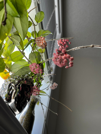 Beautiful hoya plant hangs on the stair