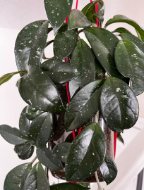 Beautiful hoya plant hangs on the stair