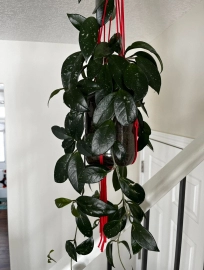 Beautiful hoya plant hangs on the stair