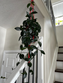 Beautiful hoya plant hangs on the stair