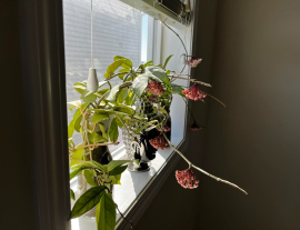 Beautiful hoya plant hangs on the stair