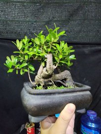 Mini bỏ bàn lá nhỏ e hải châu sông cầu giao lưu cả nhà