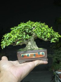 Mai chiếu thuỷ lá trung 10cm 