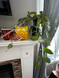 Beautiful hoya plant with flower in the vase