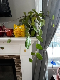 Beautiful hoya plant with flower in the vase