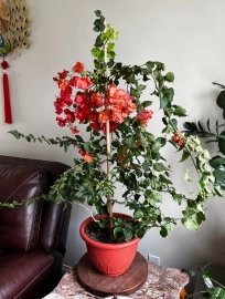 Beautiful and Big Bougainvillea Bonsai tree