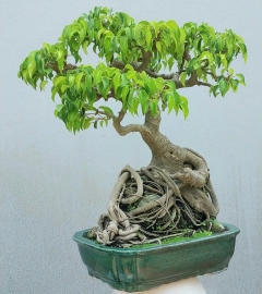 Ficus benjamina tree