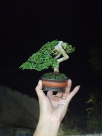 Mai chiếu thủy quái