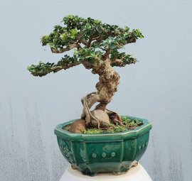 Antidesma acidum mini tree