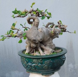 Cây si lùn thuần chậu