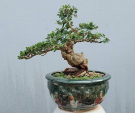 Antidesma acidum mini tree