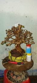 Cây kim tiền tàn thiên nhiên