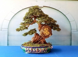 Tác phẩm Bonsai chữ Tâm