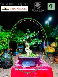 Bonsai Lũa Nghệ Thuật  đã chốt TP này