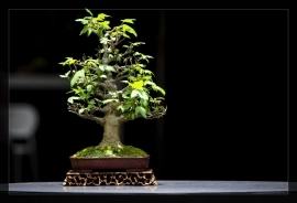 My Bonsai (P2)