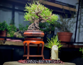 My Bonsai (P2)