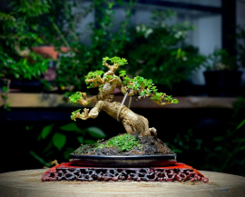 My Bonsai (P2)