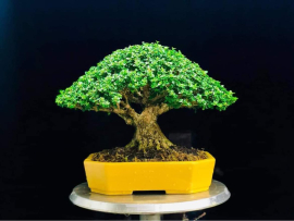 My Bonsai (P2)