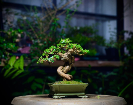 My Bonsai (P2)