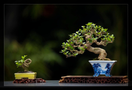 My Bonsai (P2)