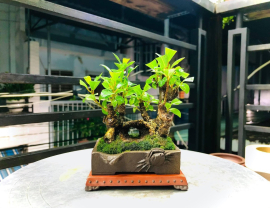 My Bonsai (P2)